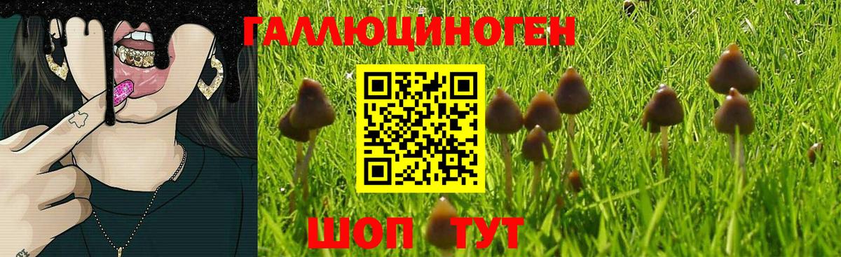 Псилоцибиновые грибы Psilocybine cubensis Братск